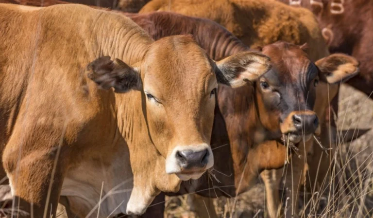 Two Arrested as Police Recover 28 Cattle in Triangle Rustling Case