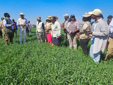Agriculture Poised to Drive Economic Growth in Masvingo